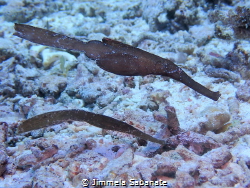 Robust Ghostpipefish - Solenostomus cyanopterus by Jimmela Sabanate 